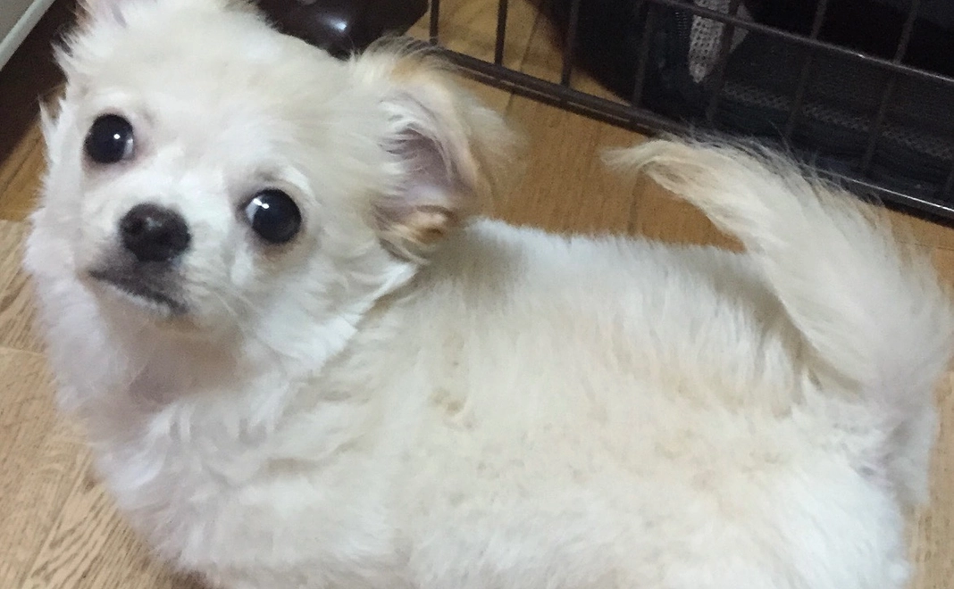 ご支援ありがとうございます(1,000円)