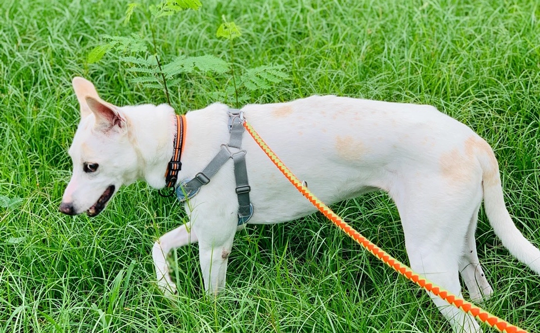 お散歩1000歩コース