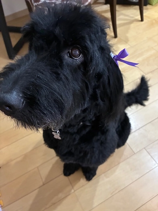 トリミング行ってきました