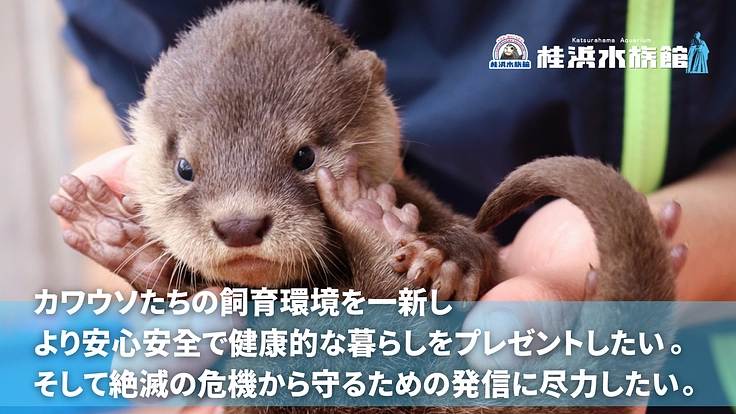 桂浜水族館｜カワウソ舎、なんか変えるで大作戦！！！！（桂浜水族館