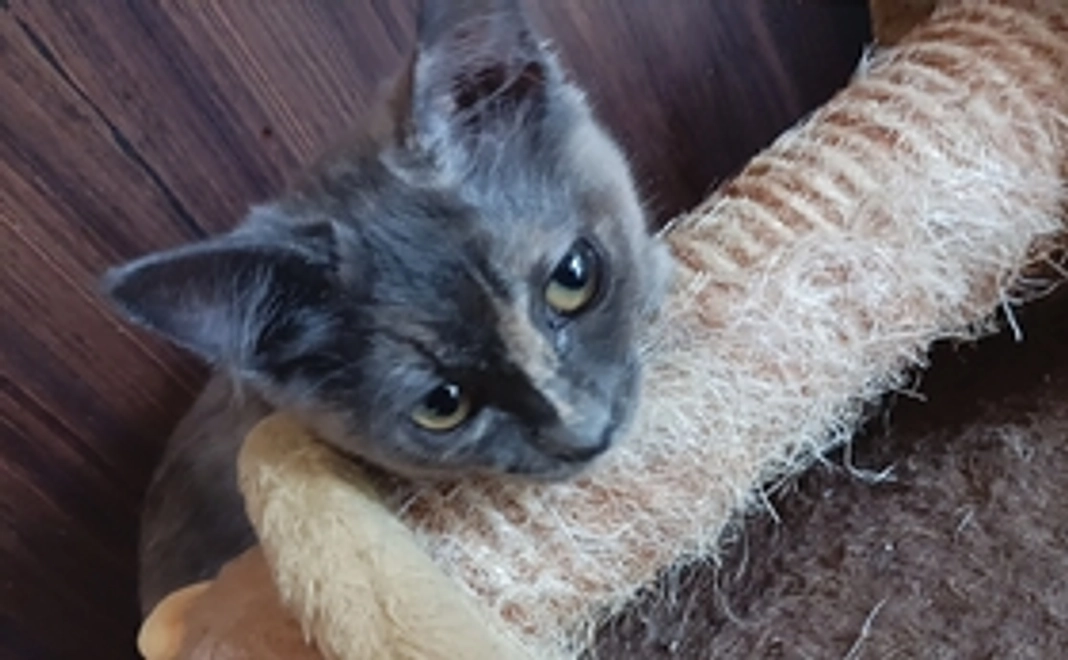 保護猫達の写真(1)・お礼のメール