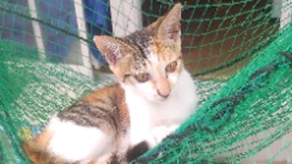 夕涼みする仔猫ちゃん😺