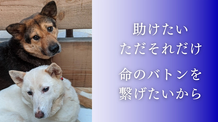 殺処分反対！周南の成犬を助けるため、第二のまあくんハウスを作りたい