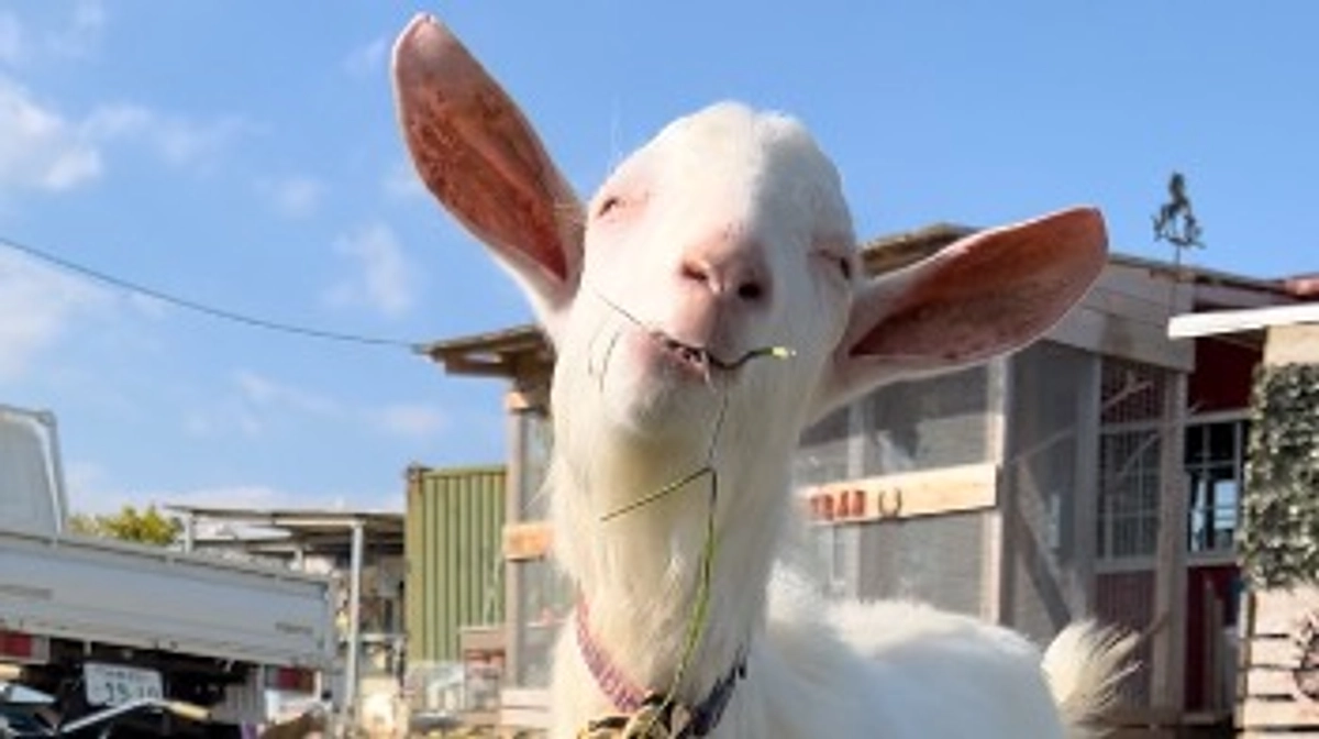 ケビンとテンのお話