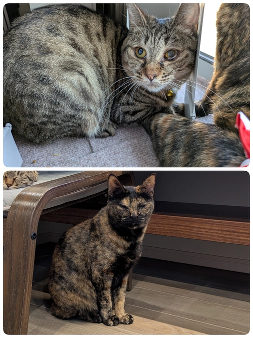 予防接種の2にゃん