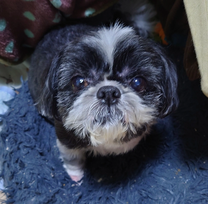 残り14日です。本日の活動報告（ライブ配信）です。