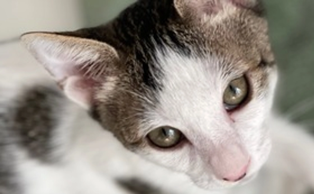 もっち君頑張れプロジェクト-1,000円