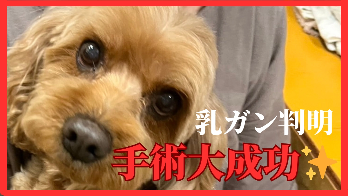 まさかの乳がんで大手術😱💦····手術大成功✨️しかし同日お願いしていた猫ちゃん…悲しい結果に。