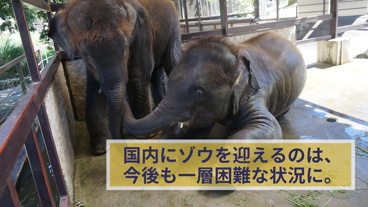 国内にゾウを迎えたい──。しかし、それは今後も一層困難な状況に。