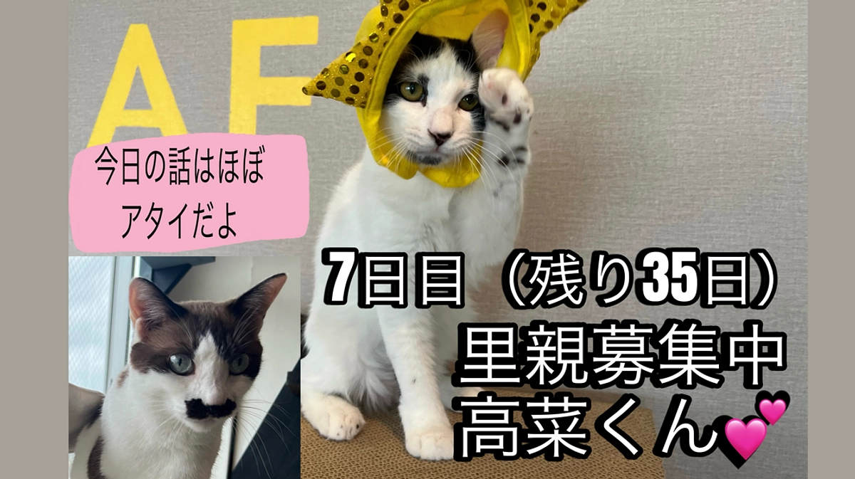 7日目 高菜推しスタッフと猫まる茶屋との出会い編。