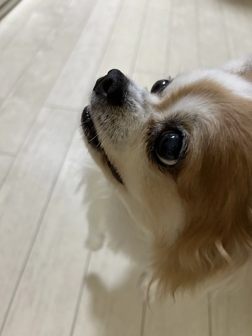 毎日の皮下点滴が2日に1回になりました！