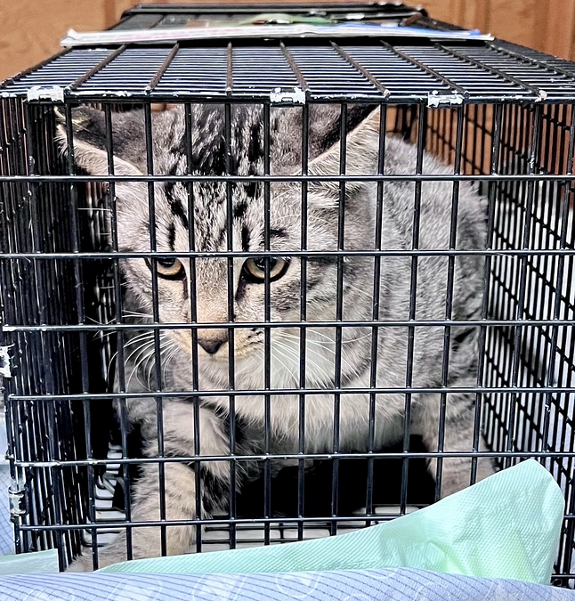 TNR活動報告です