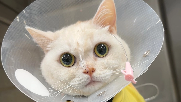 4歳猫、腎不全ステージ4 診断から闘病中　助けてください！