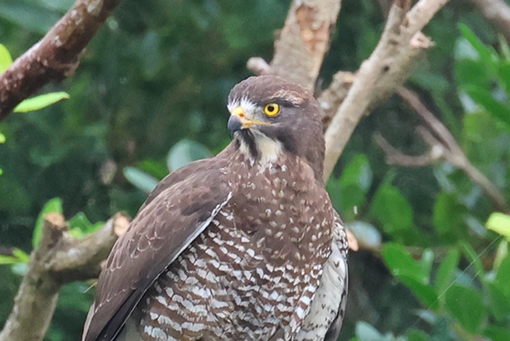 【第一弾のサシバたち】川上地区に戻ってきたサシバたちは？