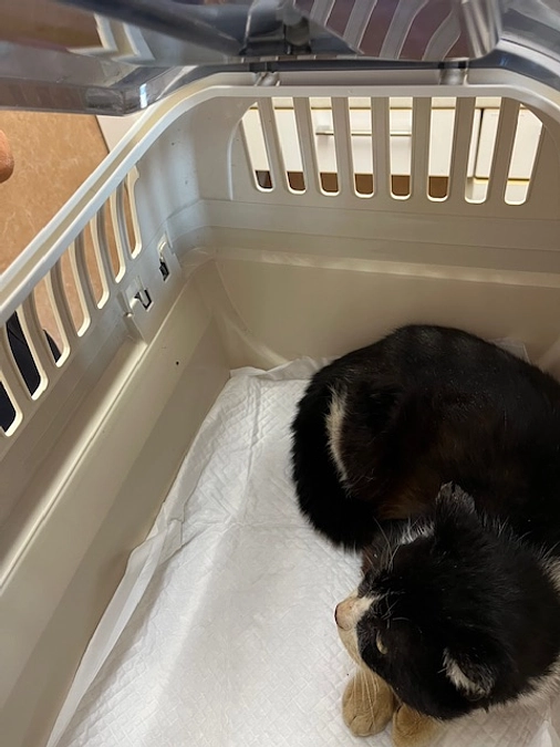 1月26日5匹避妊去勢手術の中の1匹入院に・・