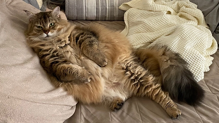 ルウの脳腫瘍の手術と治療にかかる費用をご支援願います！