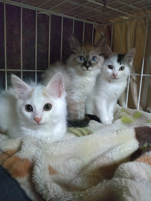 プロジェクト達成の御礼