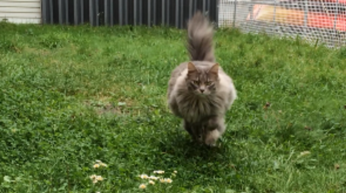 庭で遊ぶのが猫達の日課でした