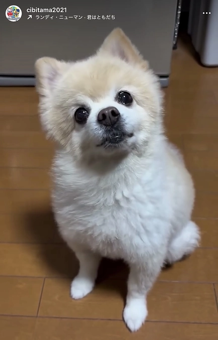 17/59 ☆ クッキーは山口県出身！