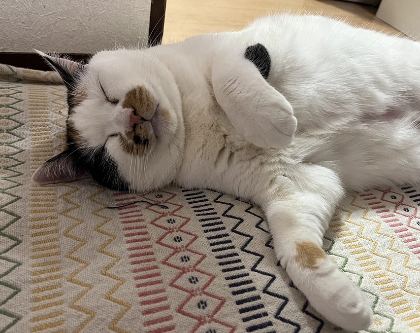 【活動報告】能登半島沖地震の件③