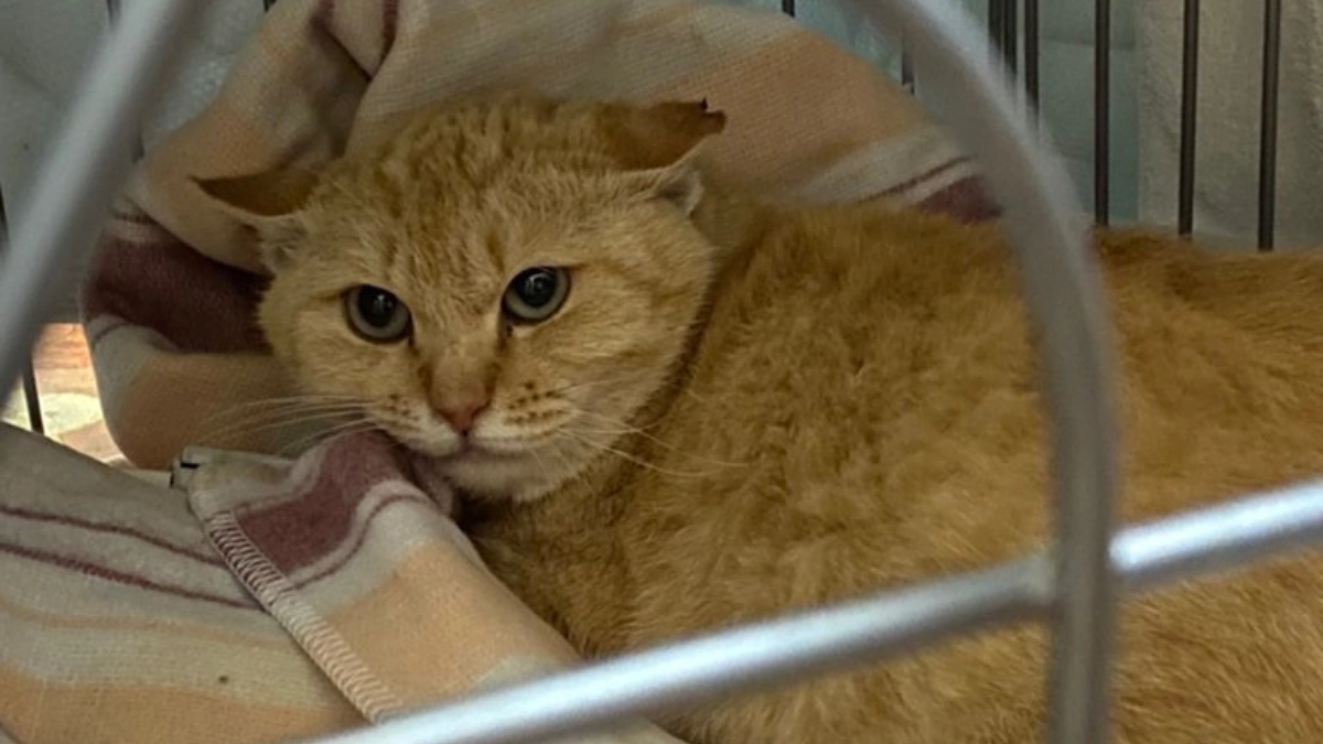 信頼していた餌やりさんが急死。病気発症からやせ細り、死と隣り合わせの状況から救うことができた命の話。