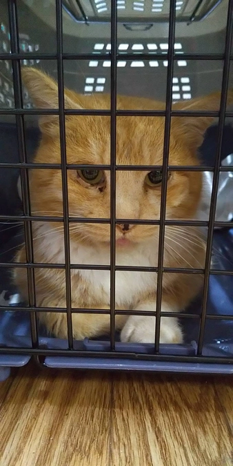 南伊豆の秘境地海岸で釣り人さんにレスキューされた1匹の猫