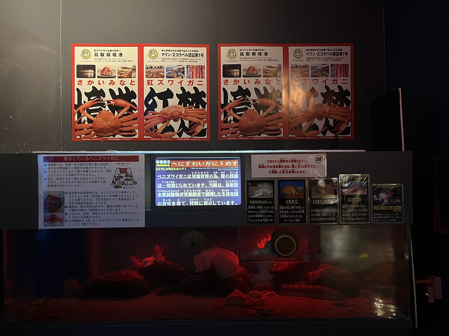 世にも珍しい？！ベニズワイガニの〇〇を展示中！
