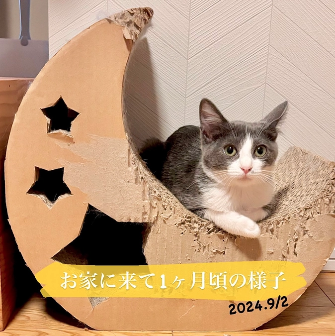 ー2024.9/2頃ー　お腹の調子が安定しない時期