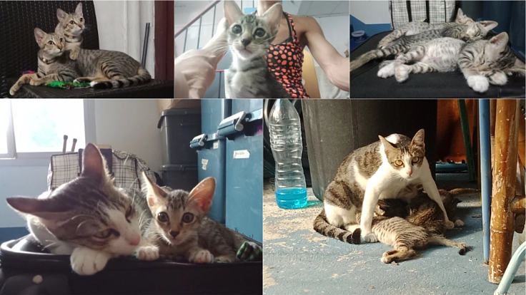 野良猫母ちゃんファミリーを守りたい！