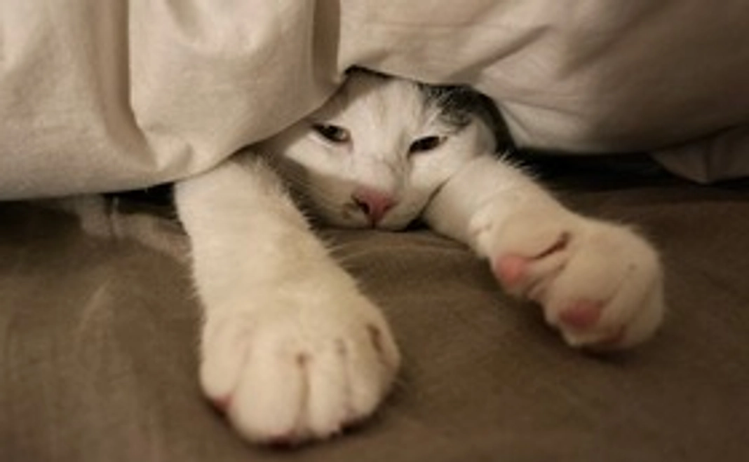 ごま応援 1,000円 【感謝のメール＆画像】