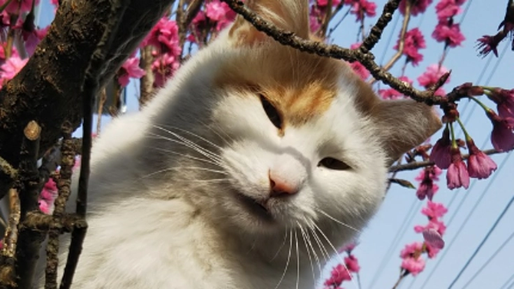 宇治市の野良猫たちを救いたい・身近なところから出来ることを