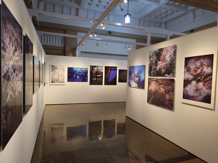 山岸伸写真展「日本人の心がやどる　靖國の櫻」を開催中です