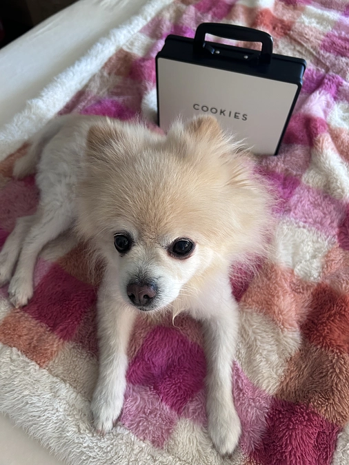 プロジェクトのおかげで