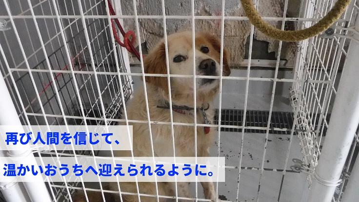 捨て犬の心のケアとしつけ。人の都合で捨てられる犬をなくしたい