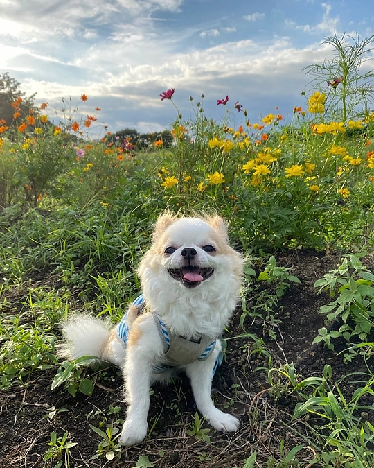 初七日を迎えました