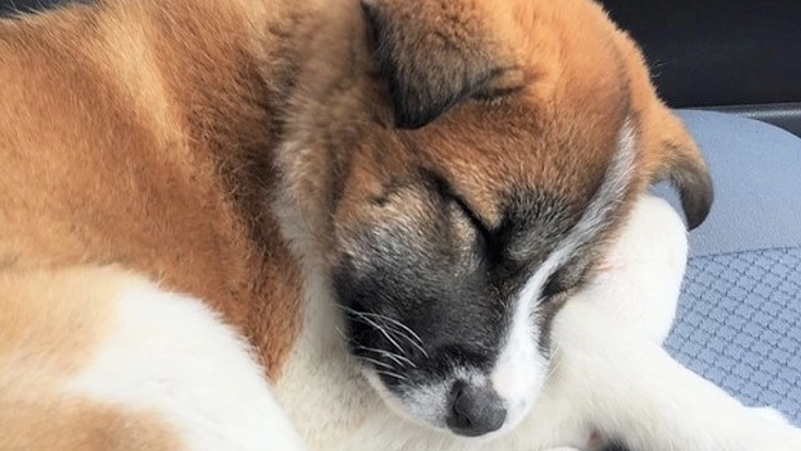 人を怖がり震えていた子犬をセラピードッグに育てたい！