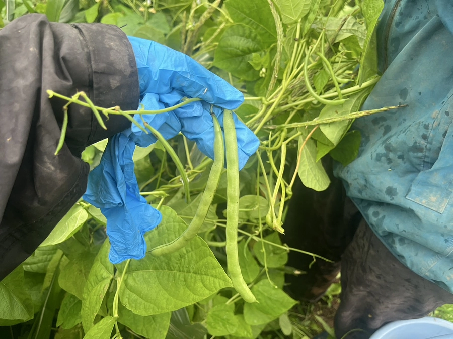 遂に収穫！とうもろこし・さやいんげん