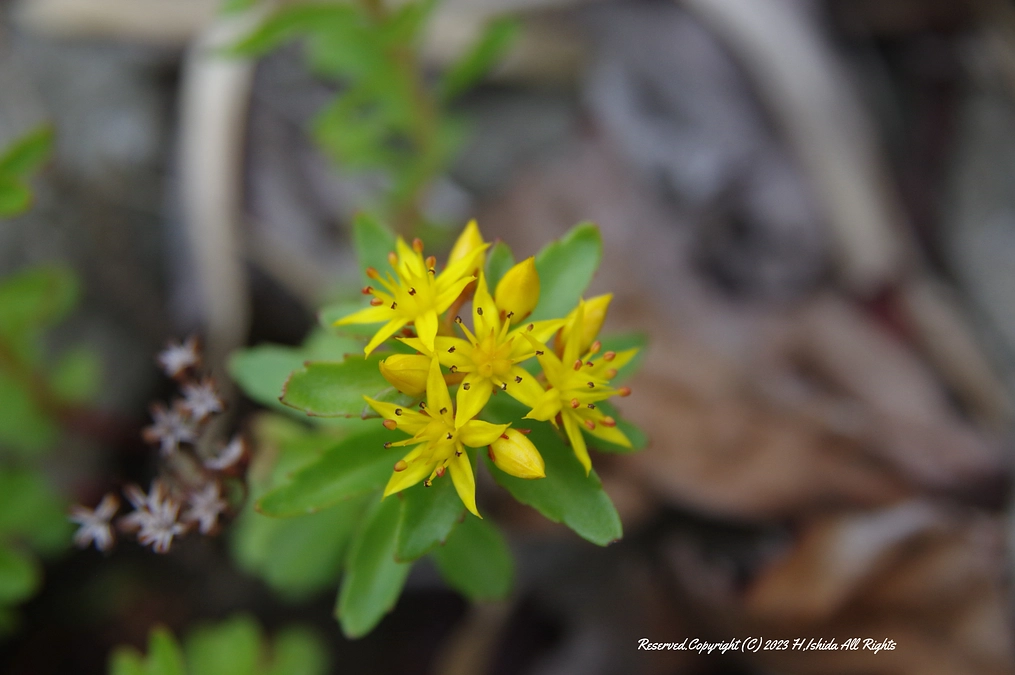 Xに投稿しました