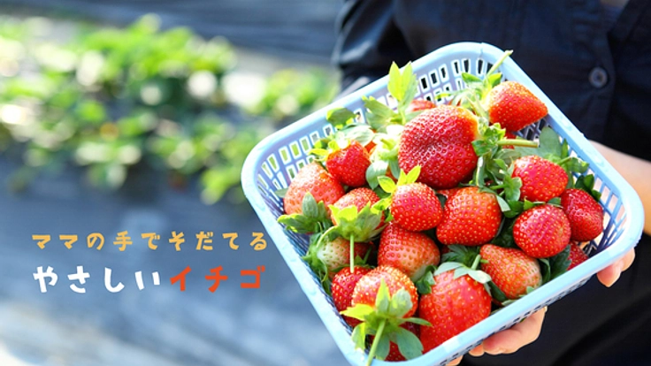 ママの手で育てる香り豊かな完熟イチゴ「さちのか」を全国へ！