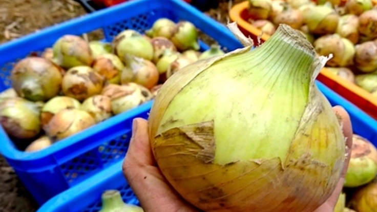 宮城県・寒風沢島の自然から育まれる甘いタマネギで島おこしへ!