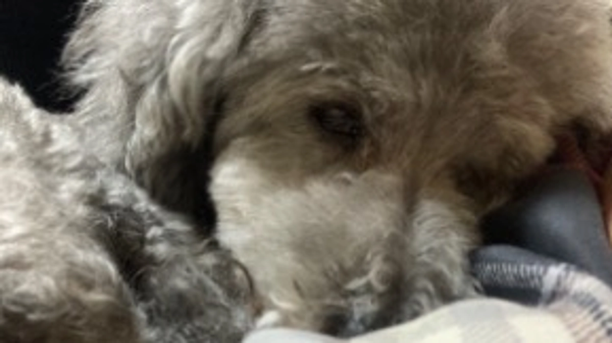 眼科診療について