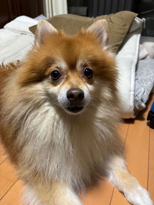 12/7 病院へ！相変わらず血の色が悪い。