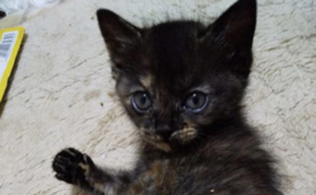 感謝のメールと報告・治療猫の写真