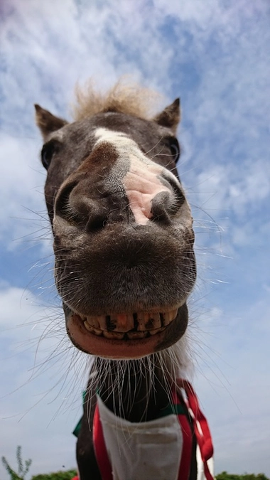 ココちゃんの命日とペットロスについて