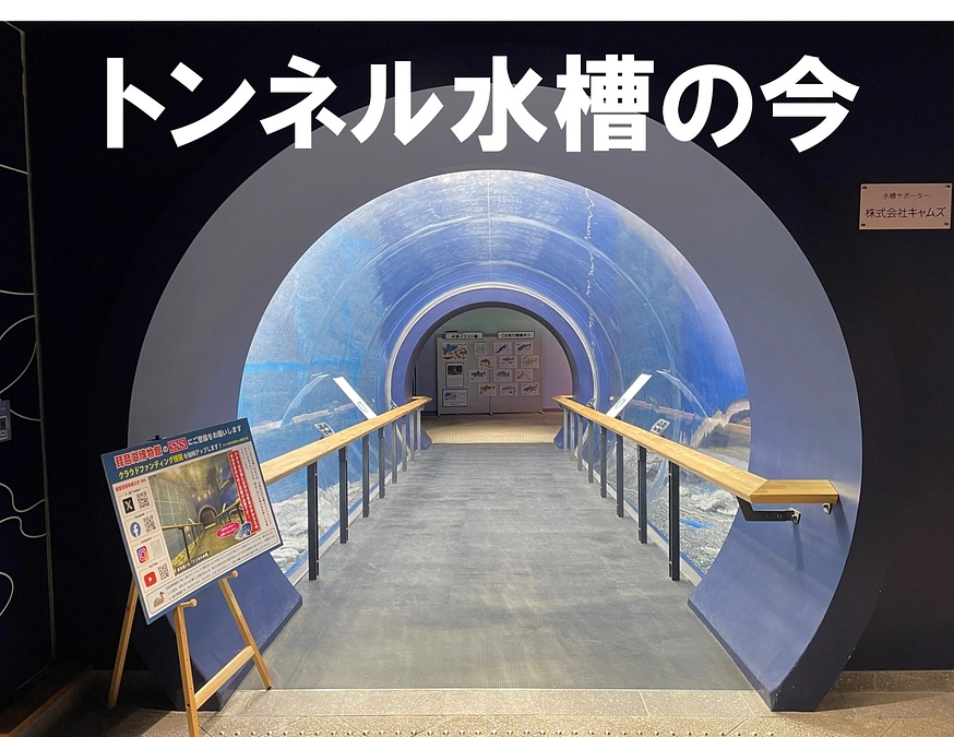 🐟トンネル水槽の今をご紹介🐟