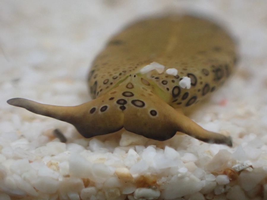 国立科学博物館　機関誌にウミウシ解説記事を書きました！