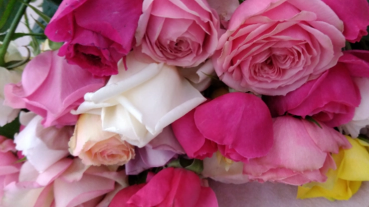 これまでなかった新品種の薔薇を開発し、日常を素敵に彩りたい!