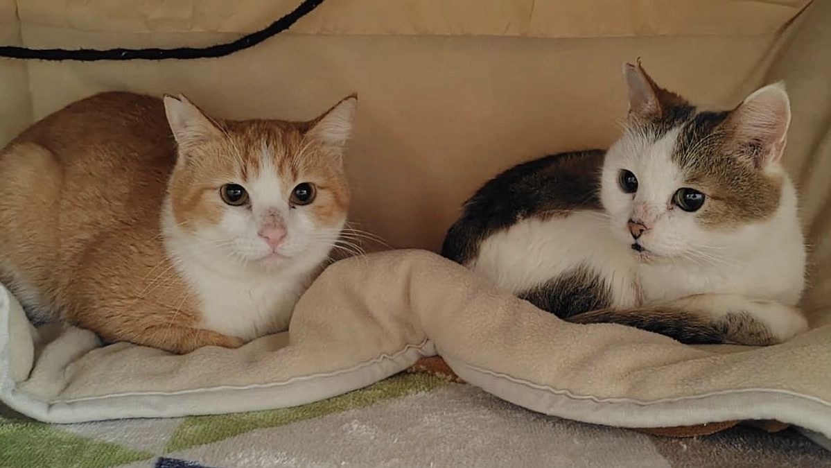 第3号 ルト、サヒ  改め 「ハル（晴）くん テン（天）くん」ずっとのお家が決まりました 