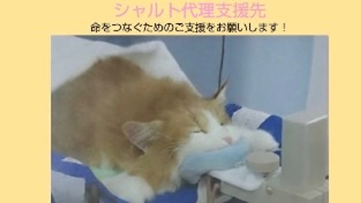 代理支援について