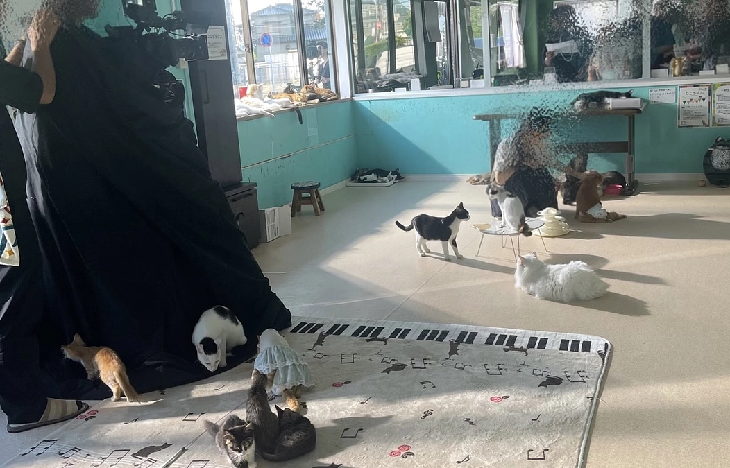 福岡県北九州市で保護猫カフェ「ぷここん家」さんより応援メッセージをいただきました